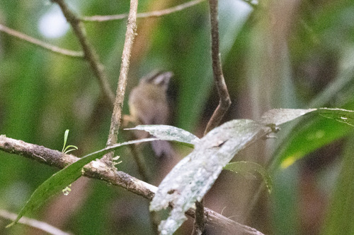 Three-striped Warbler (Basileuterus tristriatus), photo 5