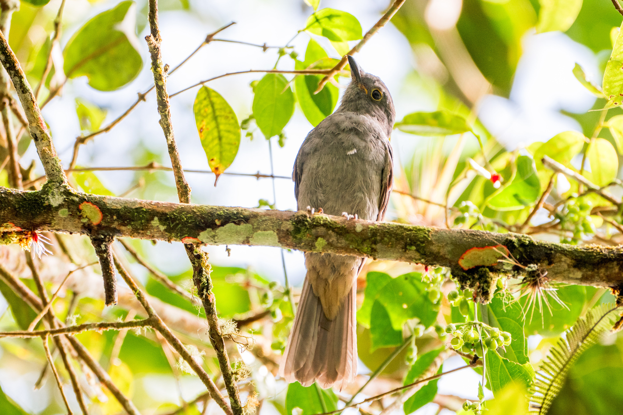 Chestnut-capped Piha (Lipaugus weberi), photo 6