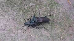 Psalidognathus friendii