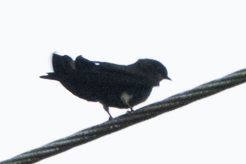 White-thighed Swallow (Atticora tibialis), photo 9