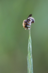Anthidium punctatum