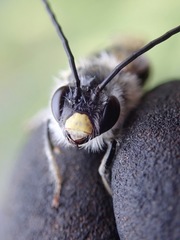 Eucera nigrescens
