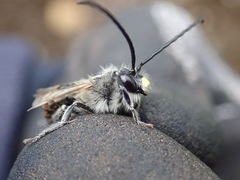 Eucera nigrescens