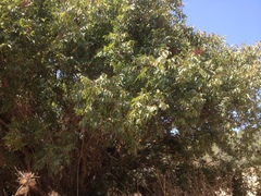 Pistacia terebinthus palaestina