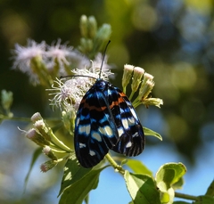 Erasmia pulchella