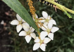 Asclepiadinae