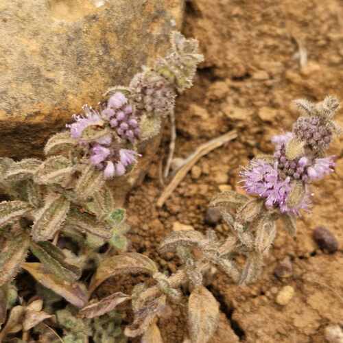 Pennyroyal