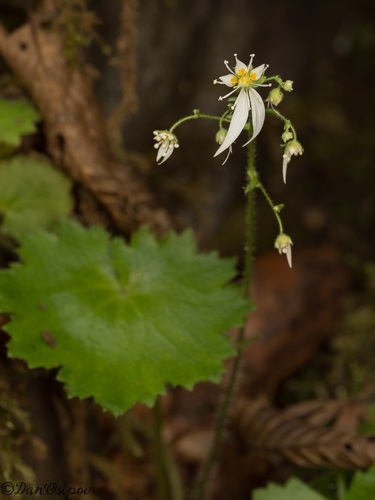 Saxifraga nipponica iNat (3)