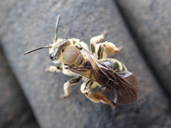 Andrena pandellei