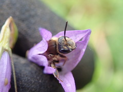 Andrena pandellei