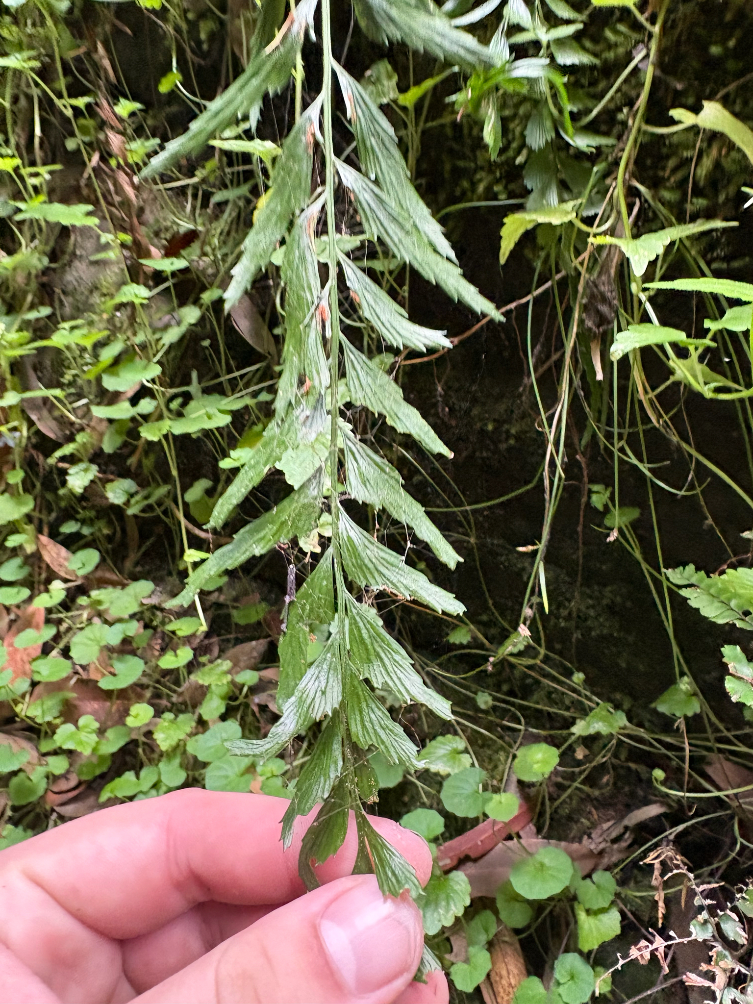 Asplenium carnarvonense Brownsey