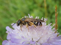 Halictus quadricinctus