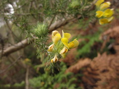 Aspalathus chenopoda