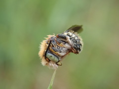Anthidium punctatum