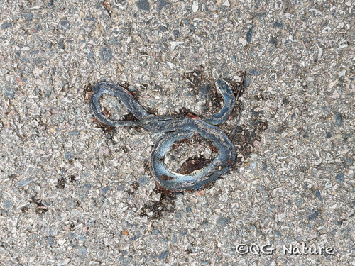 Rein Snake