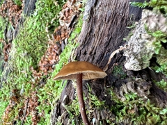 Synnematomyces capitatus