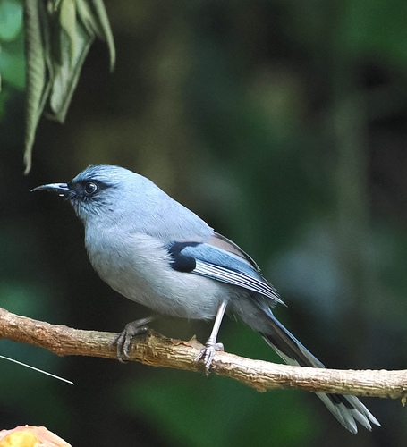Beautiful Sibia (Heterophasia pulchella), photo 10