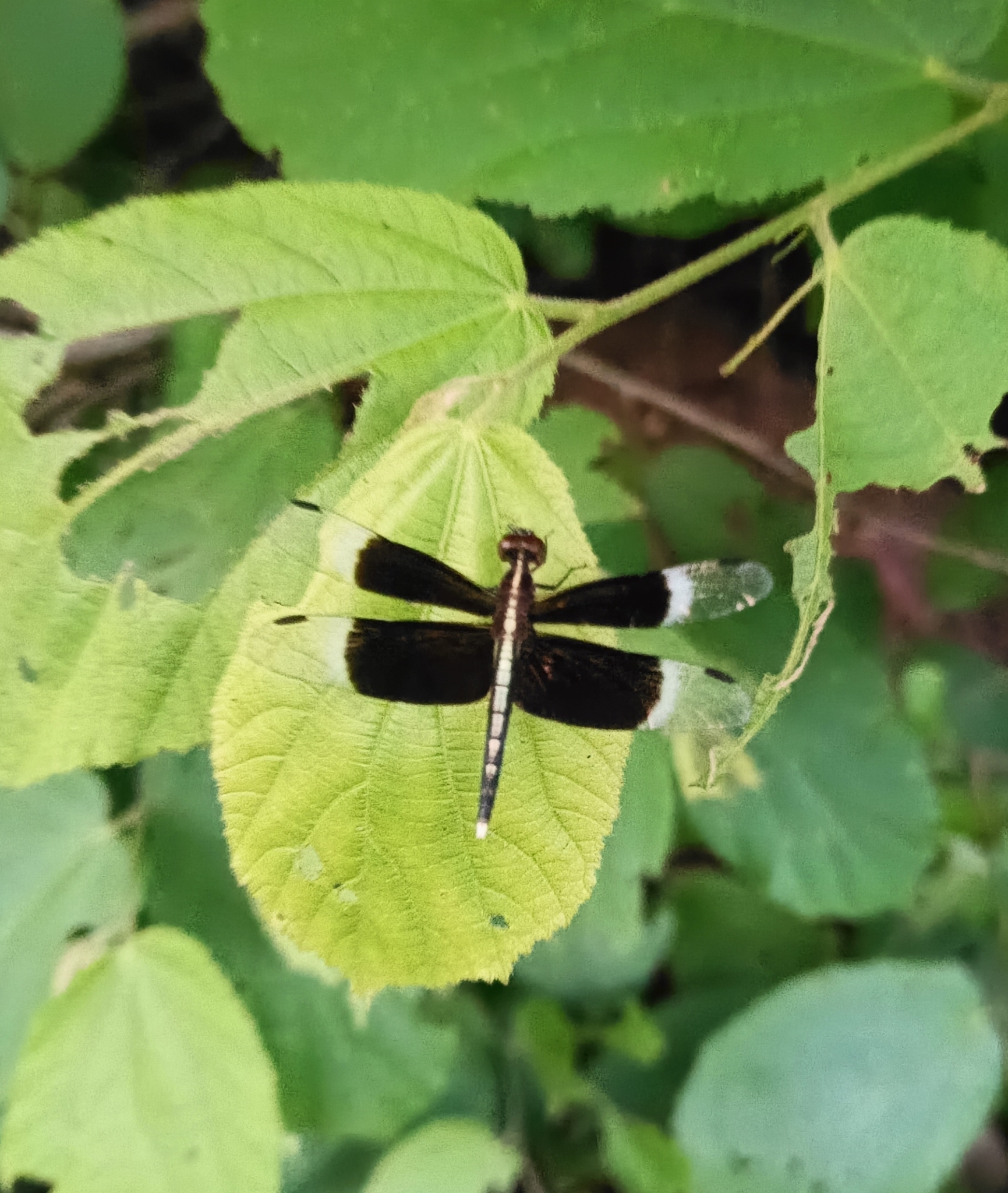 Pied Paddy Skimmer