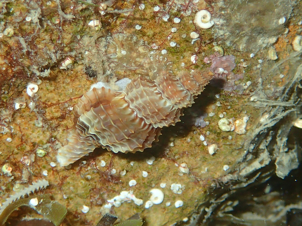 Raphitoma horrida