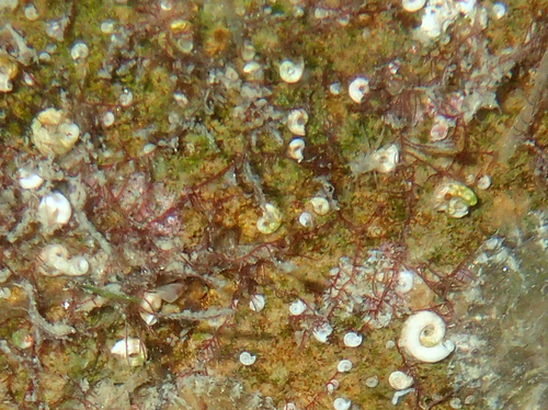 Janua heterostropha