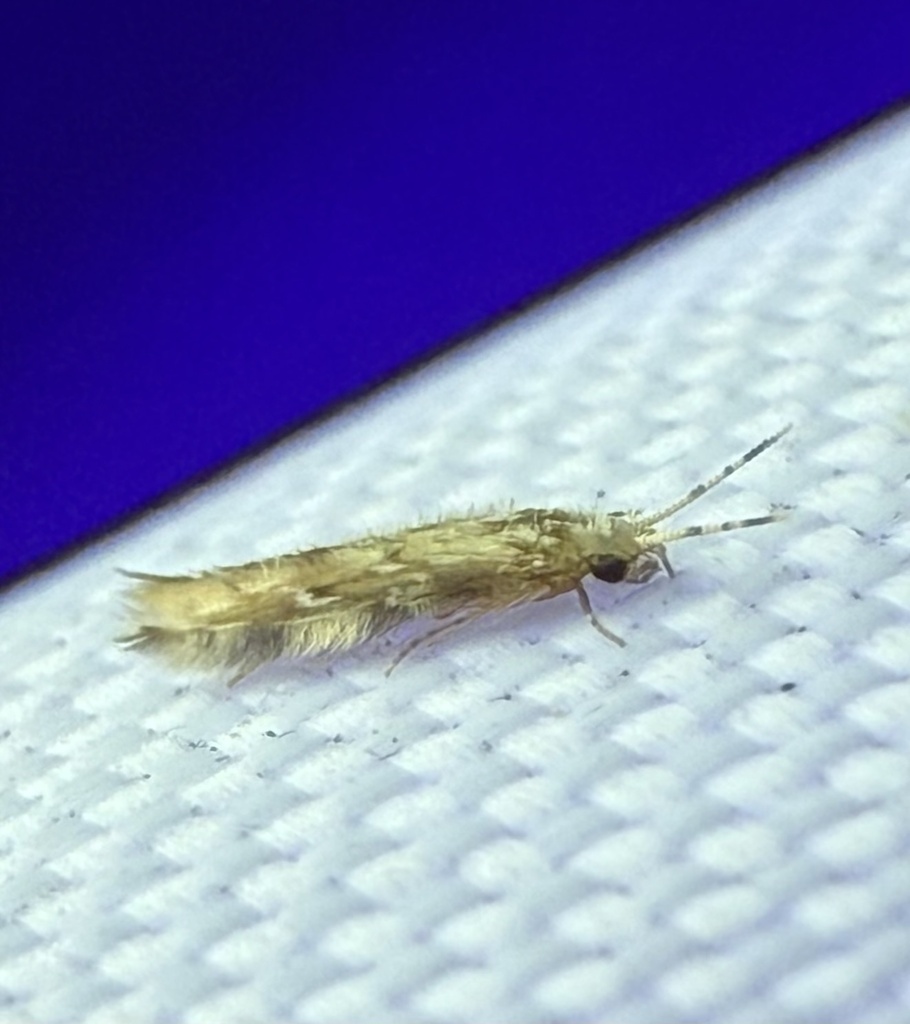Oxyethira