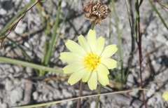 Anisocoma acaulis
