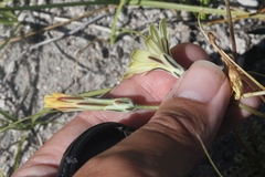 Anisocoma acaulis