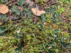 Peltigera malacea
