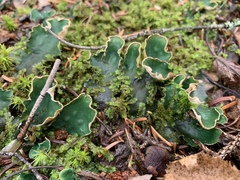 Peltigera malacea