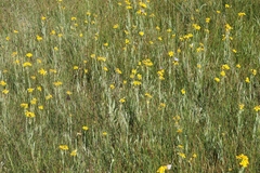 Arnica sororia