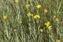 Arnica sororia