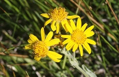 Arnica sororia