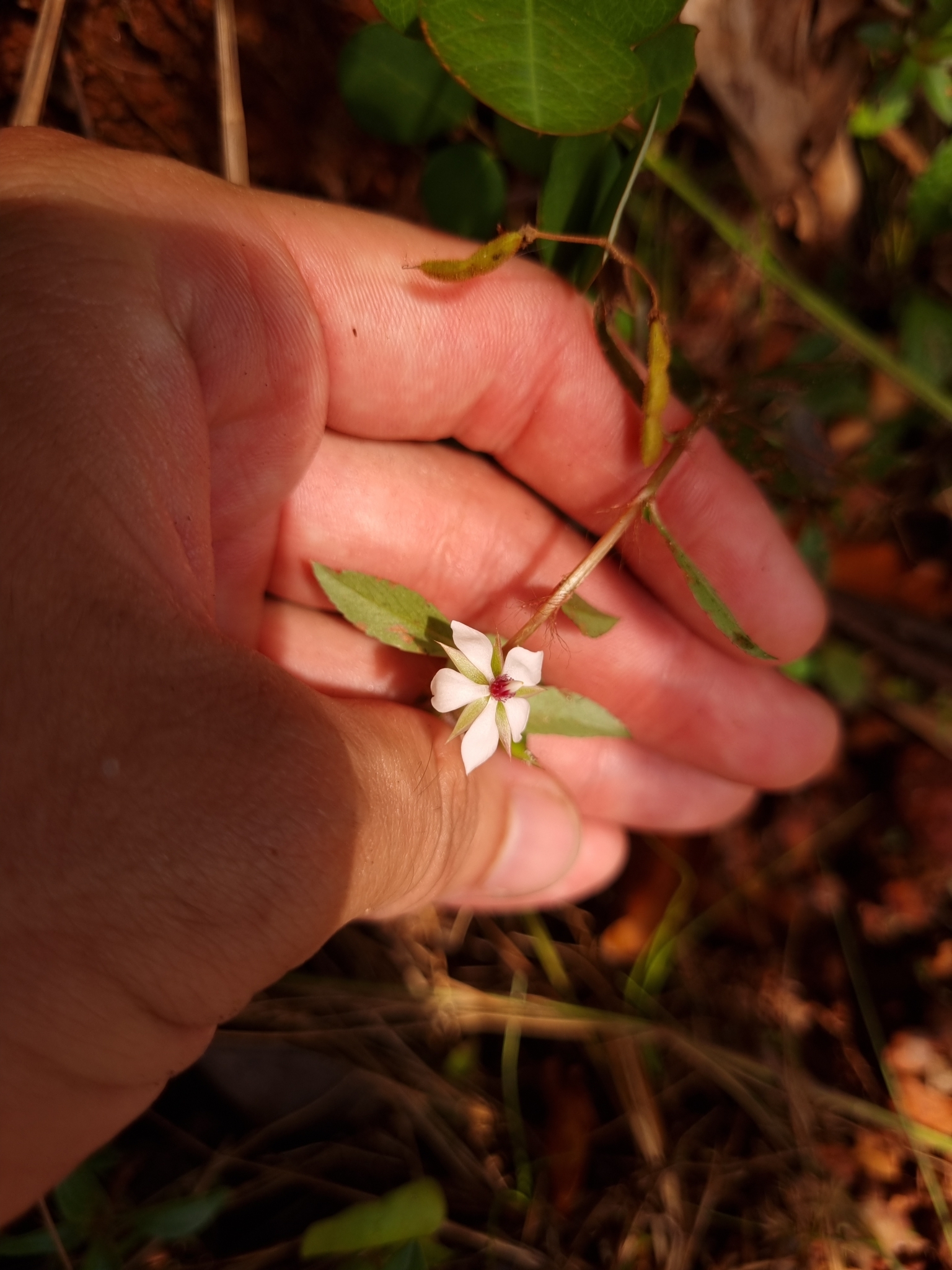 Sauvagesia erecta