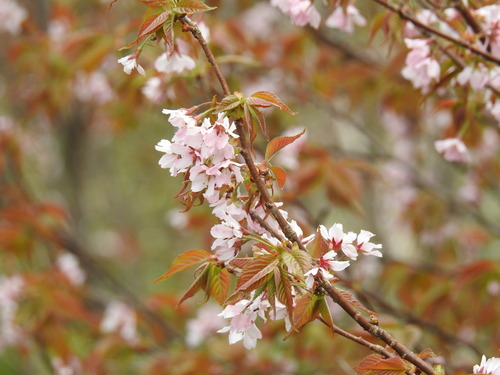 Cerasus nipponica iNat (3)