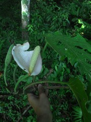 Monstera dubia