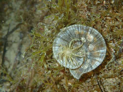Paranemonia cinerea