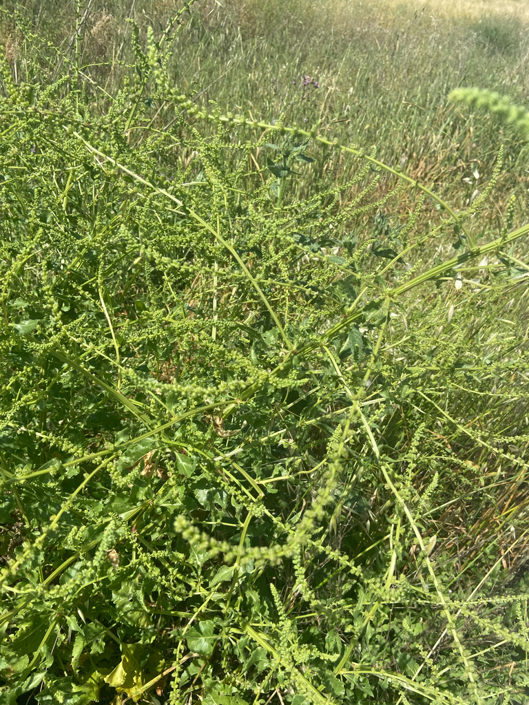 Beta vulgaris