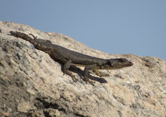 Karoo Girdled Lizard photo 4