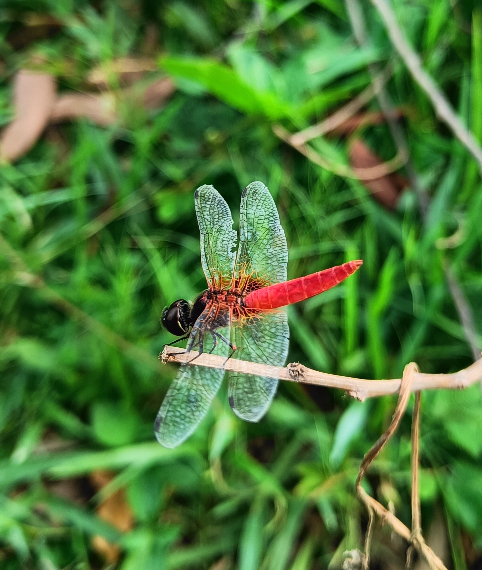 Scarlet Marsh Hawk