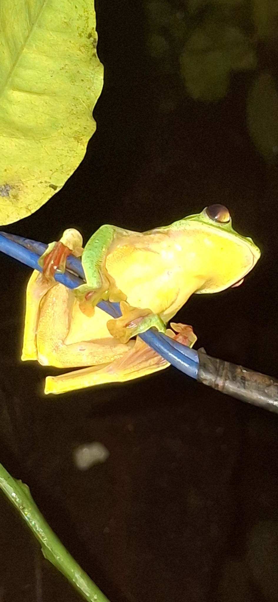 Malabar Gliding Tree Frog