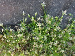 Sagina procumbens