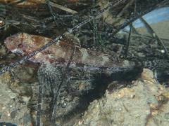 Gobius cruentatus