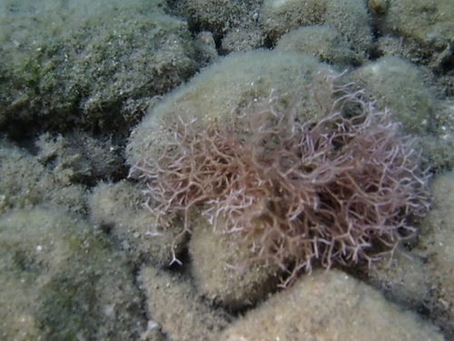 Liagora ceranoides