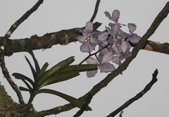 Vanda coerulea