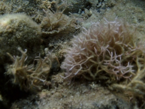 Liagora ceranoides