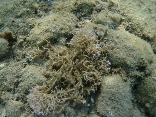 Liagora ceranoides
