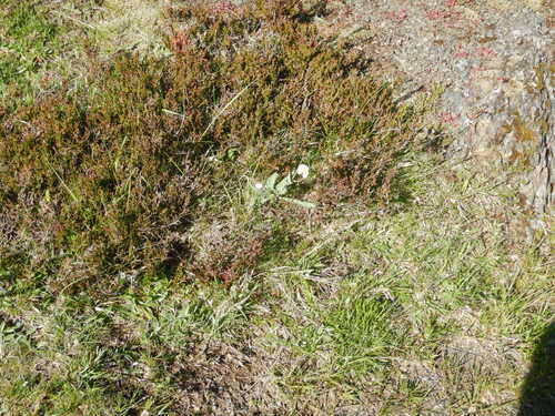 Ranunculus amplexicaulis, photograph 3