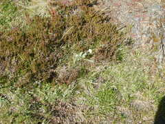 Ranunculus amplexicaulis, photograph author not stated, no rights reserved