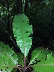 Parathesis acostensis