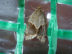 Clepsis dumicolana